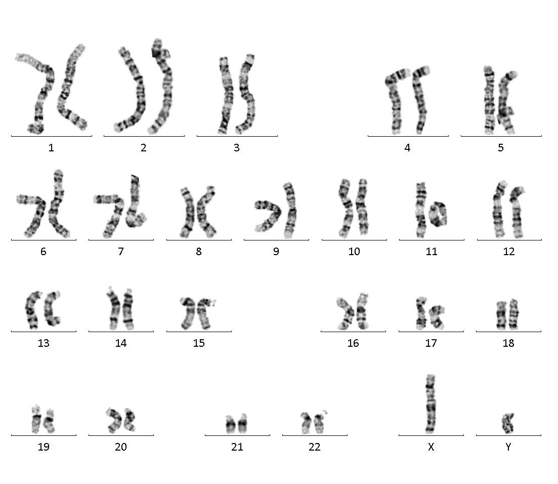 Сколько хромосом у кошки