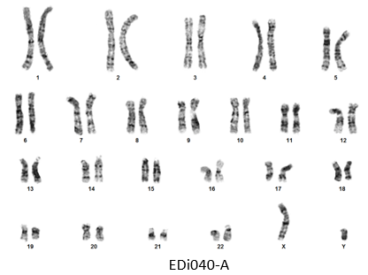 EDi040-A · Cell Line · hPSCreg