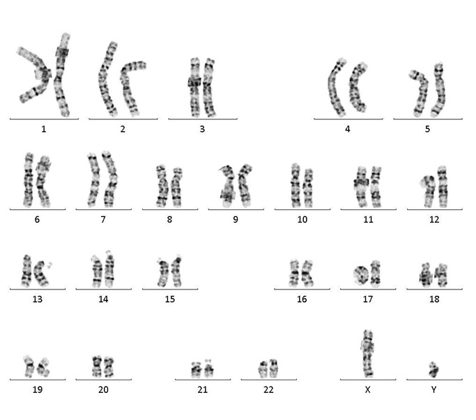 BIONi010-C-3 · Cell Line · hPSCreg